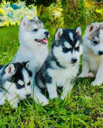 Siberian Husky