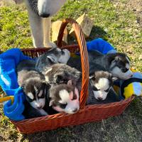 Cuccioli Siberiani Husky