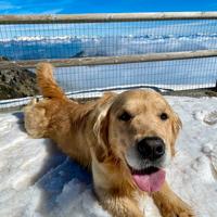 Golden retriever maschio per accoppiamento