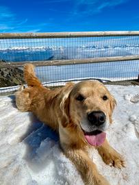 Golden retriever maschio per accoppiamento