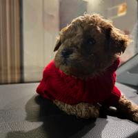 Barboncino mini e Toy red fulvi 3 mesi