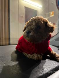 Barboncino mini e Toy red fulvi 3 mesi