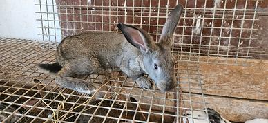 Conigli belli