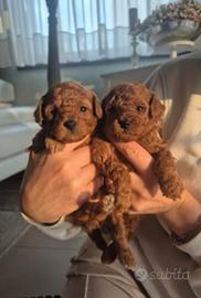 Barboncini Red ed Albicocca