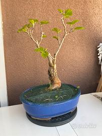 Bonsai