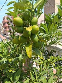 Piante  biologica 
