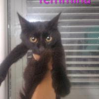 Gattini aspettano casa