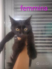 Gattini aspettano casa