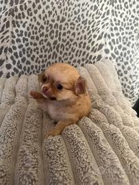 Cucciolo chihuahua mini