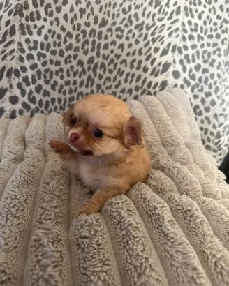 Cucciolo chihuahua mini