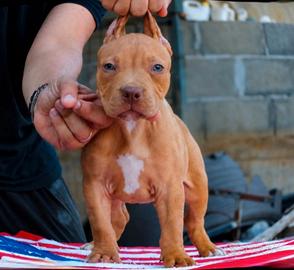 Pitbull UKC Maschio