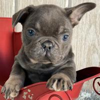 Cuccioli bulldog francesi