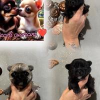 Cuccioli di chihuahua disponibili