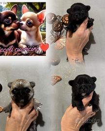 Cuccioli di chihuahua disponibili