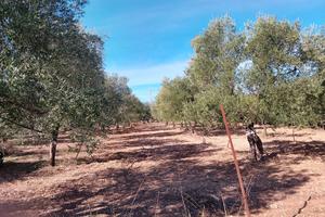 Terreno rustico