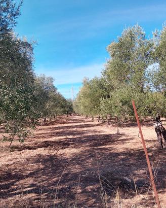 Terreno rustico