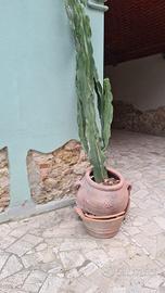 Cactus senza vaso