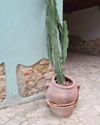 Cactus senza vaso
