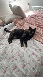 Susy gatta 2 anni