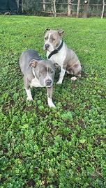 Regaliamo Amstaff 5 anni dolcissima e con pedegree