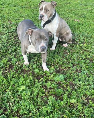 Regaliamo Amstaff 5 anni dolcissima e con pedegree