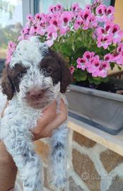 Lagotto Romagnolo da Tartufo