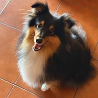 Shetland Maschio (Sheltie)