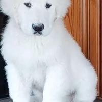 Pastore abruzzese maremmano