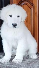 Pastore abruzzese maremmano