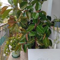 Ficus 