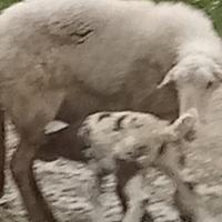 Pecora agnello