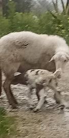 Pecora agnello