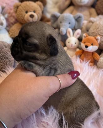 Cuccioli di Bouledogue Francese