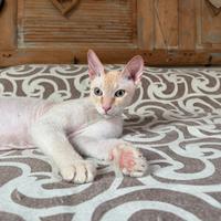 Sphynx per accoppiamento