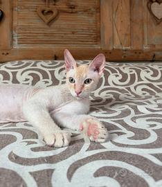 Sphynx per accoppiamento