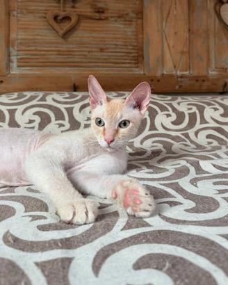 Sphynx per accoppiamento