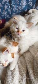 Gattina Red point sacro di Birmania