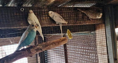 Pappagallini Ondulati (Cocorite)