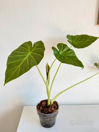 Alocasia Regal Shields