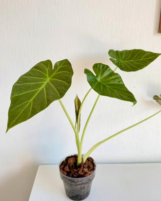 Alocasia Regal Shields