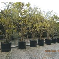 Piante Ficus Benjamina