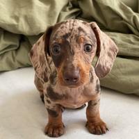 Bassotto Arlecchino da monta