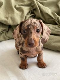 Bassotto Arlecchino da monta