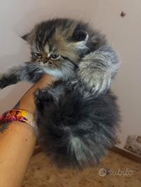 Meravigliosa cucciola Golden disponibile