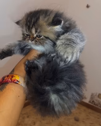 Meravigliosa cucciola Golden disponibile