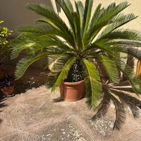 Cycas, piante da giardino varie misure