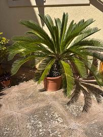 Cycas, piante da giardino varie misure