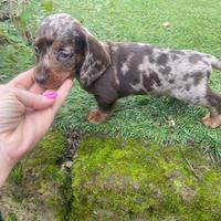 Bassotto Nano Arlecchino-Cioccolato maschio