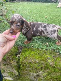 Bassotto Nano Arlecchino-Cioccolato maschio