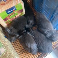 Conigli testa di leone